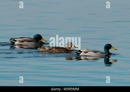 Stockenten, Moosburger Stausee, Bayern, Deutschland, (Anas platyrhynchos) Stockfoto