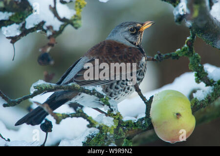 Wacholderdrossel (Turdus pilaris) Stockfoto