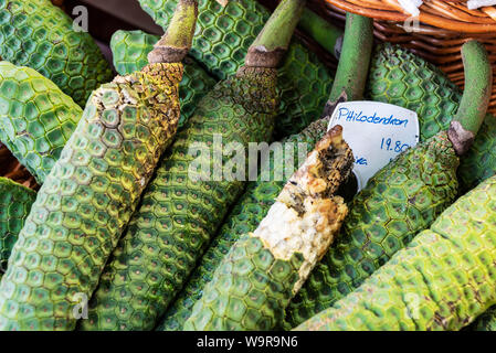 Philodendron Obst, Funchal, Madeira, Portugal Stockfoto