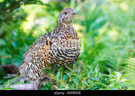 Spruce Grouse, Skyline Trail, Cape Breton Nationalpark, Cape Breton Island, Nova Scotia, Kanada (Falcipennis canadensis) Stockfoto