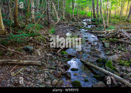 Acadian Trail, Cape Breton Nationalpark, Cape Breton Island, Nova Scotia, Kanada Stockfoto