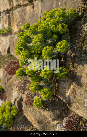 Myrtle Wolfsmilch, Schwaebisch Hall, Hohenlohe, baden-württemberg, Heilbronn - Franken, Deutschland, (Euphorbia myrsinites) Stockfoto