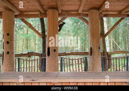 Specht Modelle, Natur Discovery Trail, Nationalpark Eifel, Nordrhein-Westfalen, Deutschland, Europa Stockfoto