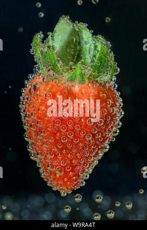 Garten Erdbeere, Niedersachsen, Deutschland (Fragaria × ananassa, Fragaria × magna) Stockfoto