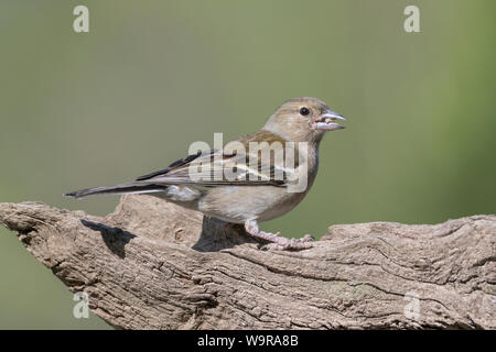 Buchfink, Weibchen, Niedersachsen, Deutschland, (Fringilla coelebs) Stockfoto