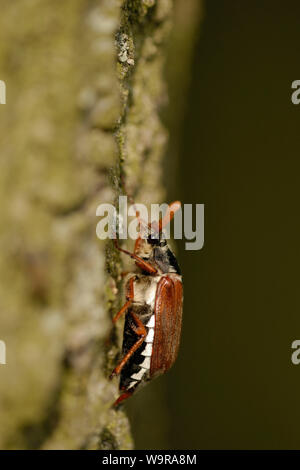 Gemeinsame Maikäfer auf Eiche stamm, Melolontha melolontha Stockfoto