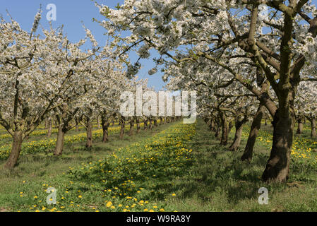 Süße Kirsche, Witzenhausen, Geo-Naturpark Frau-Holle-Land, Hessen Deutschland, (Prunus Avium) Stockfoto