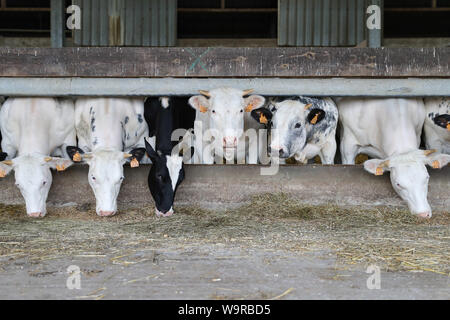 (190815) - Peking, 15 August, 2019 (Xinhua) - Blaue Belgier Rinder sind an Philippe Saudoyez's Farm in Merbes-Sainte-Marie, der belgischen Provinz Hennegau, 12.08.2019 gesehen. (Xinhua / Zhang Cheng) Stockfoto