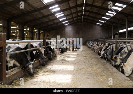 (190815) - Peking, 15 August, 2019 (Xinhua) -- ein Mann feeds Blaue Belgier Vieh an Philippe Saudoyez's Farm in Merbes-Sainte-Marie, der belgischen Provinz Hennegau, 12.08.2019. (Xinhua / Zhang Cheng) Stockfoto