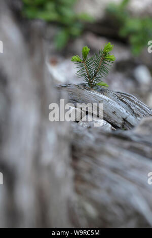 Die jungen Triebe von einem Nadelbaum aus einem grauen Gebleichtes Holz wächst Stockfoto