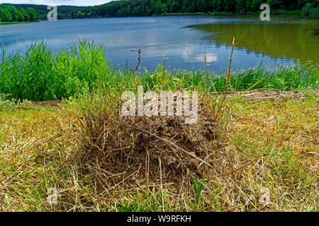 Stausee, Hirschsee, Hársas tó, Ameisenhaufen Stockfoto