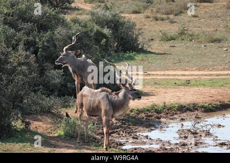 Zwei Kudus Stiere an ein Wasser - Loch im Addo Elephant National Park, Südafrika. Stockfoto