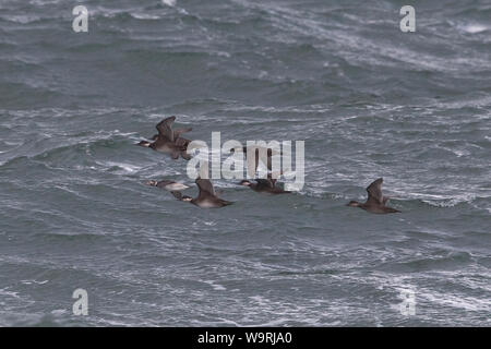 Eisente (Clangula Hyemalis) Stockfoto