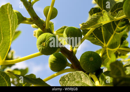 Grüne Feigen am Baum. Stockfoto