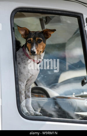 North America, American, USA, Rocky Mountains, Hund im Auto *** Local Caption *** Stockfoto