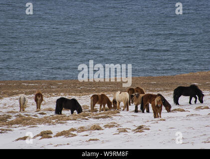 Herde von Island Ponys auf einem verschneiten Wiese. Foto von April in Island Stockfoto