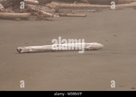 Einzelner weißer verwitterter Treibholzstamm an einem Strand in Tofino, Vancouver Island, British Columbia, Kanada Stockfoto