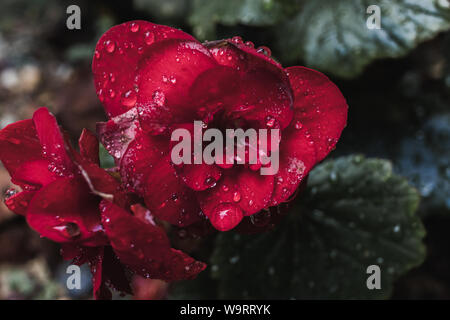 Rote Blumen nach einer frischen Regen Stockfoto