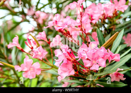Rosa Blüten eines Oleander mit Blättern im Sommer abends im Berg Stockfoto