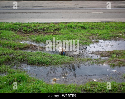 Enten im Hof eines Hauses in der Feder, Moskau Stockfoto