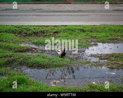 Enten im Hof eines Hauses in der Feder, Moskau Stockfoto