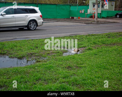 Enten im Hof eines Hauses in der Feder, Moskau Stockfoto