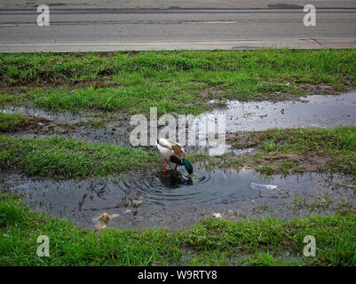 Enten im Hof eines Hauses in der Feder, Moskau Stockfoto