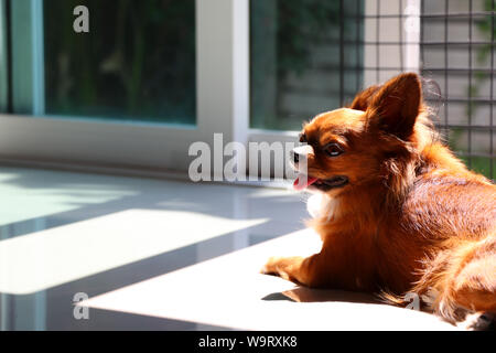 Chihuahua Sonnenbaden auf dem Boden. Sonnenbaden für die Gesundheit der Haustiere. Stockfoto