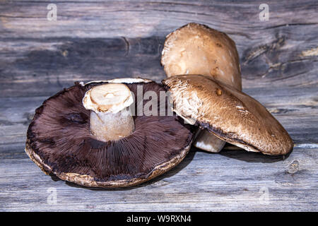 Frische Portobello Pilze close-up auf einer hölzernen Oberfläche Stockfoto