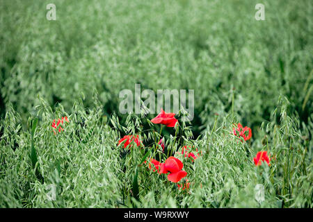 Blüten von Roter Mohn in einer grüner Hafer Feld im Sommer Stockfoto