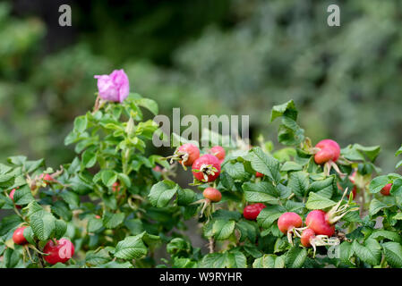 Hagebutten (dogrose) Buchsen mit vielen hell rote Früchte. Stockfoto