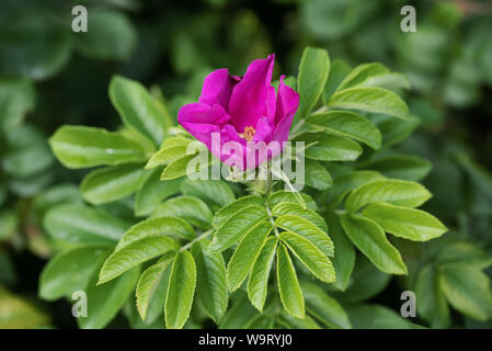 Dogrose (Hagebutten) Blüte auf einem Green Bush im öffentlichen Park Stockfoto