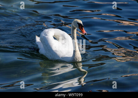 Schwan am Comer See (Italien) Stockfoto