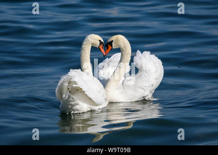 Swan Paar am Comer See (Italien) Stockfoto