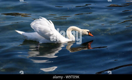 Schwan am Comer See (Italien) Stockfoto