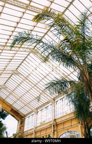 Schöne vertikale Aufnahme eines großen exotischen Baumes in einem botanischer Garten mit einer Glasdecke Stockfoto