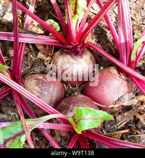 No Dig Rote Beete Crimson Globe wächst in nur Mulchen Stockfoto