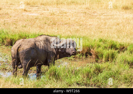 Afrikanische Büffel im Wasser an einem Wasserloch Stockfoto