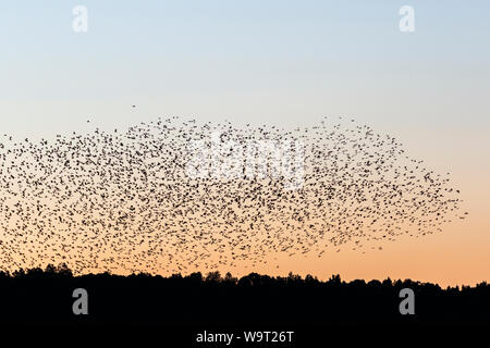 Sonnenuntergang mit einer großen Herde von Dohlen Stockfoto