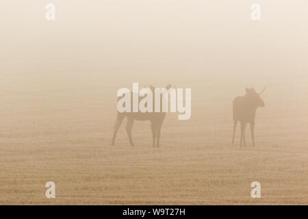 Zwei Bull Moose in einen Drei-tage-Feld in der Morgendämmerung Nebel Stockfoto