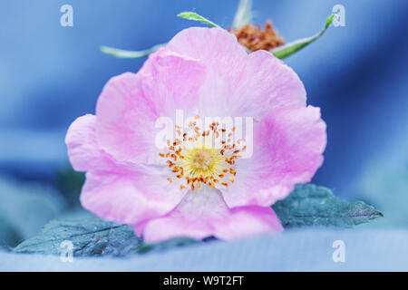 Weiche Blume Hagebutten closeup auf grauem Hintergrund Stockfoto