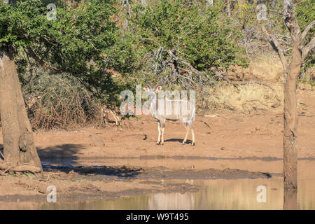 Südafrika Safari, der Kudu Antilopen, auch als der Geist von Afrika, das Trinken an einem Wasserloch bekannt. Es gibt auch Impala im Foto Stockfoto