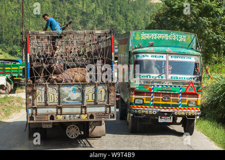 Ein Viehtransporter übergibt ein weiteres Fahrzeug auf einer Straße in Nepal. Stockfoto