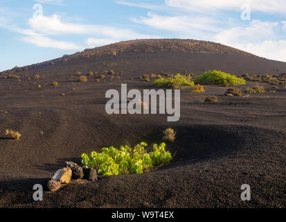 Die Weinberge von La Geria, Lanzarote. Die ungewöhnlichsten Weinberge in Europa. Weinstock wächst an den Hängen der Vulkane direkt auf vulkanische Asche Stockfoto