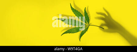 Trendy Sonnenlicht cannabis Blatt in eine weibliche Hand aus einem Schatten auf gelben Hintergrund. Minimale CBD ÖL Konzept Banner Stockfoto