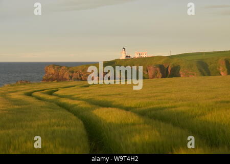 Dämmerung auf Gerste Felder und Tod Head Lighthouse, Catterline, in der Nähe von Stonehaven, Aberdeenshire, Schottland Stockfoto