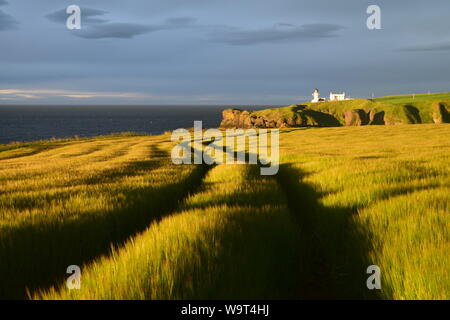 Dämmerung auf Gerste Felder und Tod Head Lighthouse, Catterline, in der Nähe von Stonehaven, Aberdeenshire, Schottland Stockfoto