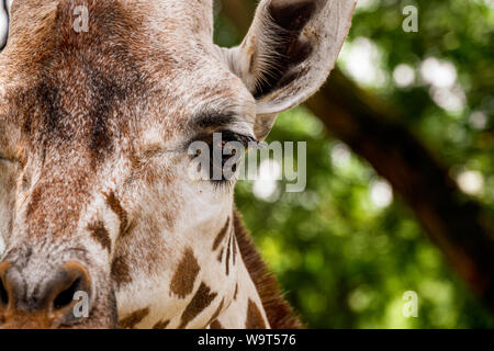 Eine Nahaufnahme Portrait von Gesicht einer Giraffe Stockfoto