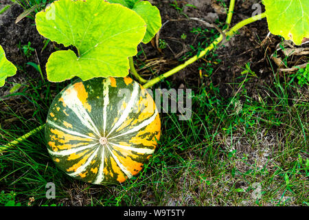 Big orange Kürbis wachsen auf Bett im Garten, die Ernte Bio-gemüse. Stockfoto