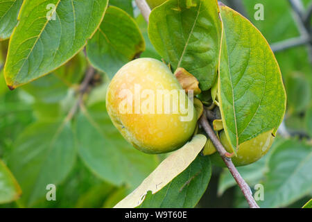 Unreife Kaki Frucht unter den grünen Blättern, full frame Stockfoto